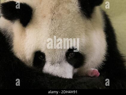 Photo du document. Nouveau-né géant panda mâle Mini Yuan ZI, (né le 4 août 2017) vu au Zoo Parc de Beauval en France le 15 août 2017. Photo par Zoo de Beauval/ABACAPRESS.COM Banque D'Images