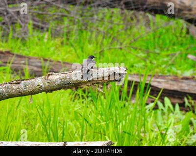 Oiseau de Kingbird de l'est perché sur un arbre tombé branche prêt Pour prendre un vol autour de High Grass Banque D'Images