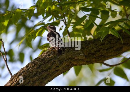 Bébé Downy Woodpecker oiseau perché sur le limbe d'arbre regardant vers le haut Avec des feuilles vertes floues en arrière-plan Banque D'Images