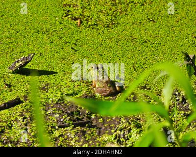 Bullfrog se trouve sur la Mud Bank d'un étang d'algues Avec algues Bloom sur son dos Banque D'Images