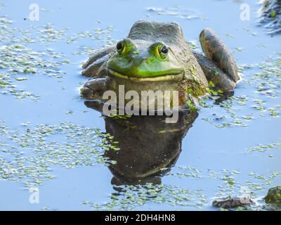 Bullfrog vert vibrant assis dans l'eau avec algues eau et Réflexion Banque D'Images