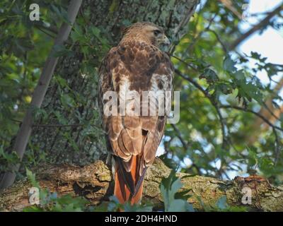 Buse à queue rouge oiseau de proie Raptor du dos perché Dans l'arbre avec la tête tournée vers le côté avec la chasse intense STare Banque D'Images