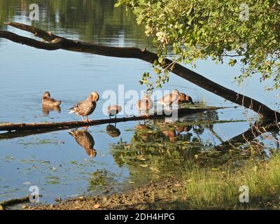 Femelle Canard colvert oiseaux oiseaux canards debout sur un nettoyage de rondins Et soins au lever du soleil avec le soleil étincelant contre l'eau Banque D'Images