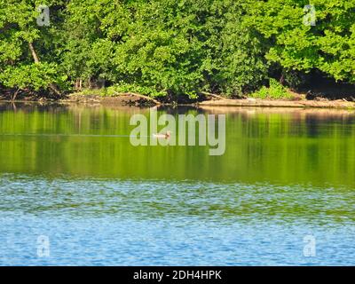 Lone Duck Bird natation sur l'eau calme dans le lac In Tôt le matin lumière du soleil et Green Forest le long de Shore Banque D'Images