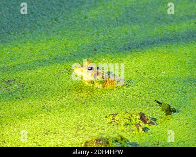 Profil vue de la jeune Bullfrog vert clair submergé à ses Dirigez-vous dans un étang recouvert de duckadweed vert vif avec Protection contre le soleil Banque D'Images