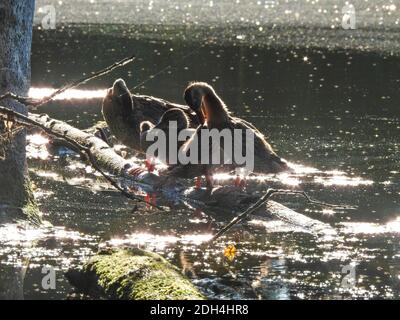 Femelle Canard colvert oiseaux oiseaux Canards en bois sur une Log avec Leur réflexion dans l'eau au lever du soleil Banque D'Images