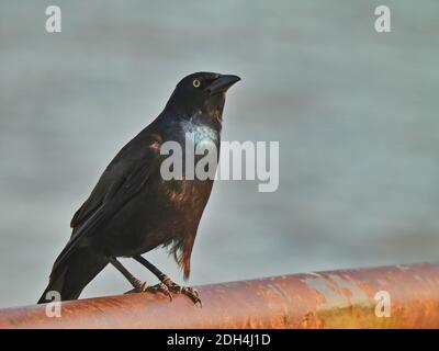 Le Grackle Bird commun donne une vue de profil lorsqu'il est assis sur Garde-corps avec eau de lac en arrière-plan montrant son œil jaune Et Iridescent dans TH Banque D'Images