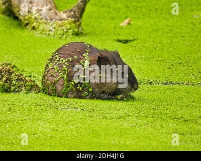 Rat musqué dans un étang : un rat musqué s'assoit dans un étang recouvert d'une fleur de duckweed qui est vert vif et couvre toute la surface de l'eau et collé à Banque D'Images