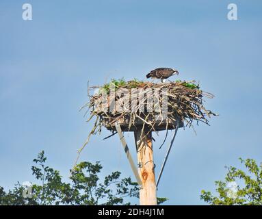 Osprey oiseau de proie debout sur Nest fait sur plate-forme Avec Beak Open et Blue Cloudy Sky en arrière-plan Banque D'Images