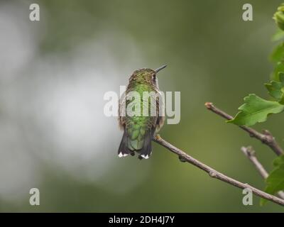 Colibri à gorge rubis dans une vue de profil légère avec bec étroit droit Et Eye montrant avec incroyable Iridescent Green Feathers on Retour Banque D'Images