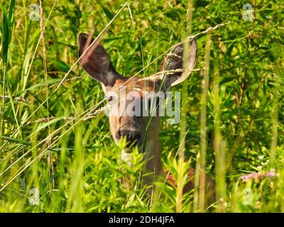 Gros plan de curieux Doe White a queue Deer Hiding en été Feuillage vert avec soleil sur la face Banque D'Images