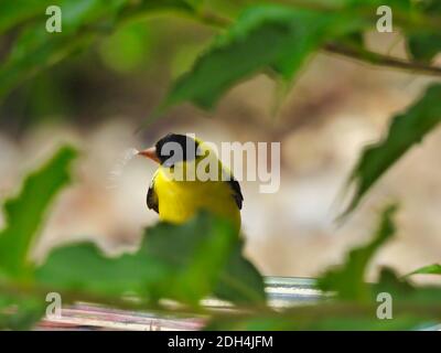 American Goldfinch Homme oiseau assis sur le bain d'oiseau fait un Cracher, tourner la tête latéralement et cracher l'eau Entre les feuilles vertes Banque D'Images