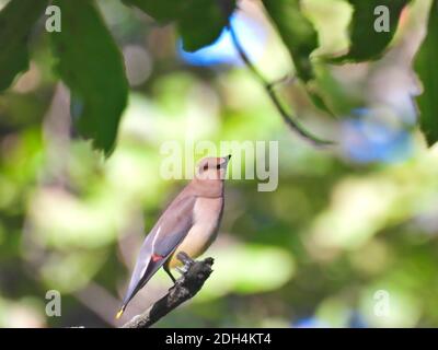 Cèdre Waxwing oiseau perché tout au bout de la branche des arbres Regarder vers le haut et sur le côté avec des feuilles vertes et Autres feuillages flous dans le Songbird d'arrière-plan PE Banque D'Images