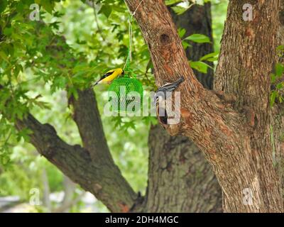 Une alimentation d'oiseaux de Goldfinch américain et d'oiseaux à noix et hachures blanches À partir du même bac à semences d'oiseau suspendu à un arbre Branche avec le vert d'été laisse un Banque D'Images
