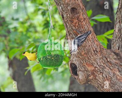 Oiseaux sur l'arbre: Oiseau de nuthatch à la poitrine blanche et oiseau d'or américain mangeant à partir du même mangeoire à oiseaux à boule verte rempli de graines de tournesol sur un b Banque D'Images