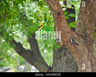 Oiseaux à un mangeoire : des oiseaux d'or américains et des nuthatch à la poitrine blanche entourent un mangeoire à graines d'oiseaux verts accroché à une branche d'arbre sur un d ensoleillé chaud Banque D'Images