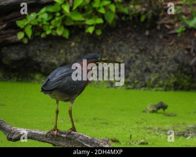 Green Heron Bird se dresse sur Dead Tree Branch en survolant Étang des algues chasse au poisson avec feuillage vert le long de l'étang Shore en arrière-plan Banque D'Images