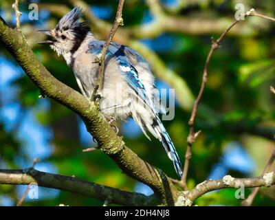 Bluejay Bird chantant avec Beak Wide Open et spectacle Plumes bleues dans l'écusson de la tête et les ailes pendant qu'elles sont perchées Branche arborescente avec ciel bleu vif et G Banque D'Images