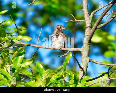 Le jeune oiseau scintillant à col wobbly est posé sur un arbre Branche entourée de feuilles vertes et de ciel bleu Banque D'Images