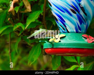 Le Nectar de Hummingbird Drinks de Ruby-Throated Bird Feeder - série A. Banque D'Images