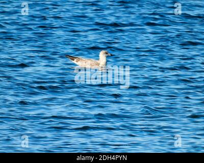 Vue en profil d'un oiseau de mouette à bec circulaire naquant à petit Vagues d'eau de Blue Lake lors d'un été ensoleillé Jour Banque D'Images