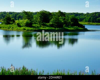 Une grande Egret Bird Flys au-dessus du lac vers le Île aux arbres verts réfléchis dans l'eau et lumineux Ciel bleu lors d'une belle journée d'été Banque D'Images