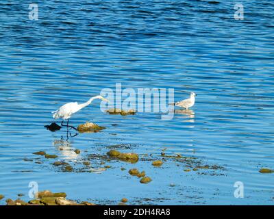 Un grand Egret et des oiseaux de mouette à bec circulaire Stand dans peu profond Lake Water comme des vagues bleu vif Ripple au-delà d'eux Banque D'Images