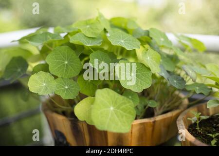 Naturtium, (Tropaeolum malus nanum) Banque D'Images