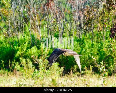 Un oiseau de proie Raptor, un buse à queue rouge, se souar en vol Juste à peu près le champ comme il chasse pour la proie sur La Prairie, un jour d'été ensoleillé Banque D'Images