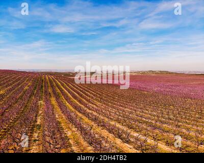 Image de drone aérien de vastes champs roses de pêche en fleurs. Des fleurs colorées spectaculaires au début du printemps sous des nuages bleus. Aitona, Espagne Banque D'Images
