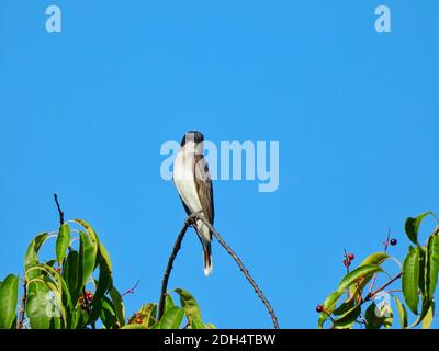 Oiseau de Kingbird de l'est perché sur le contour de la branche haute sur l'arbre Par feuilles vertes et ciel bleu vif en arrière-plan Banque D'Images