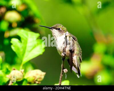 Un jeune colibri à gorge rubis avec des plumes soufflées perchées Une branche avec des feuilles vertes et des boutons de fleurs dans le Arrière-plan avec Iridescent GR Banque D'Images