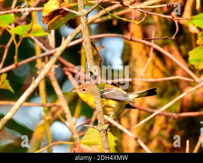 Oiseau de paruline de pin perchée dans les branches de la brosse dans le lever du soleil le matin par une chaude journée d'été la lumière du soleil de l'aube mettant en évidence ses plumes jaunes Banque D'Images