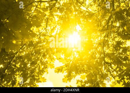 Vue sur les cimes de l'arbre de bas en haut, le soleil brille à travers le feuillage, tonifiée dans la couleur jaune Banque D'Images