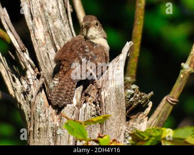 Oiseau de wren de maison perché dans un tronc d'arbre cassé regarde par-dessus son aile vers l'avant avec le feuillage vert en arrière-plan, un jour d'été ensoleillé - partie Banque D'Images