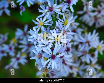 Fleurs d'aster bleues avec pétales blancs et jaune et violet centre en gros plan macro vue de ces belles fleurs fleurs Banque D'Images