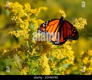 Monarch Butterfly with Wings Wide aime un en-cas d'une fleur jaune, Goldenrod, lors d'une Sunny Summer Day dans un Prairie Meadow Banque D'Images