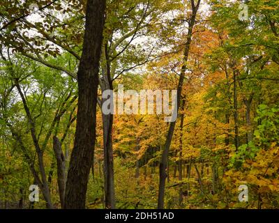 Feuilles jaune vif et orange sur divers arbres dans le Au milieu de feuilles vertes dans ce paysage du début de l'automne Vue Banque D'Images