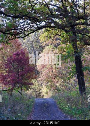 Chemin dans le parc: Paysage d'automne de divers arbres de couleur automnale sur un chemin dans la forêt avec des feuilles roses, rouges et vertes encadrées par branche d'arbre Banque D'Images