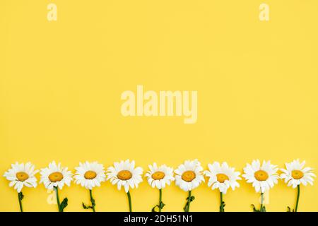 Guirlande de fleurs de couleur blanche sur fond jaune Banque D'Images