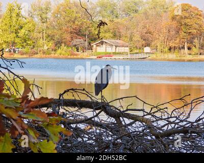 Heron sur un lac : un grand héron bleu perché sur des branches d'arbres le long d'un lac avec des arbres de couleur automnale en arrière-plan Banque D'Images