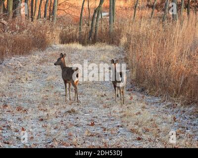 Cerf blanc dans la forêt : deux cerfs à queue blanche marchent sur un chemin fauve dans une réserve forestière à travers une végétation brune avec du gel sur le sol Banque D'Images