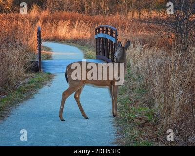 Cerf dans les bois: La femelle de cerf de Virginie arrêté sur un chemin dans les bois regarde vers l'arrière sur le pont entouré par la végétation de couleur de haute chute Banque D'Images