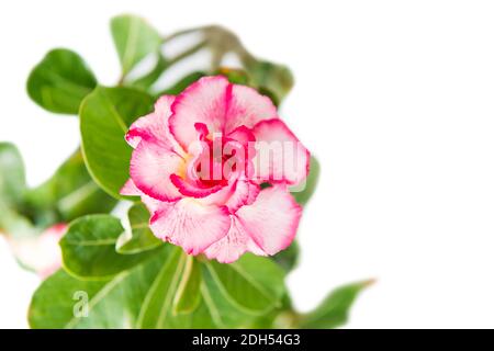 Fleur rose Adenium isolé sur blanc Banque D'Images