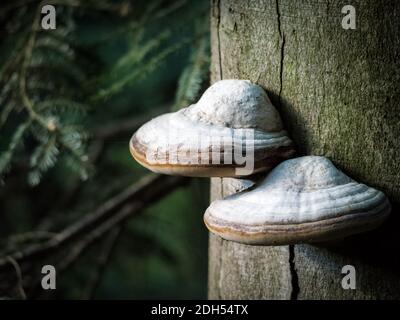 Gros champignons sur un tronc d'arbre dans la forêt Banque D'Images