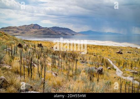 Vue sur la nature dans le parc national d'Antelope Island, Utah Banque D'Images