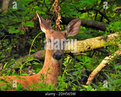 La femelle Dée de cerf à queue blanche se tient devant la tombe Arbre avec oreilles en haut dans la forêt boisée Banque D'Images