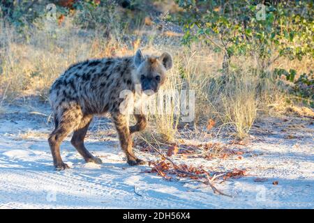 Mignon jeune Hyena tacheté, Botswana Afrique faune Banque D'Images