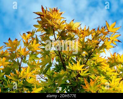 Feuilles d'érable d'automne colorées, vertes et jaunes, contre un bleu ciel avec des nuages blancs Banque D'Images