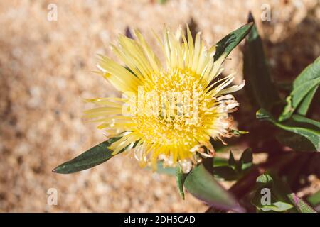 Gros plan de Carpobrotus glaucescens également connu sous le nom de plante de Pigface extérieure dans une cour ensoleillée, prise de vue à faible profondeur de champ Banque D'Images